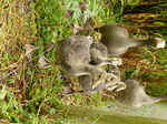 FZ029615 Greylag geese and goslings (Anser anser).jpg